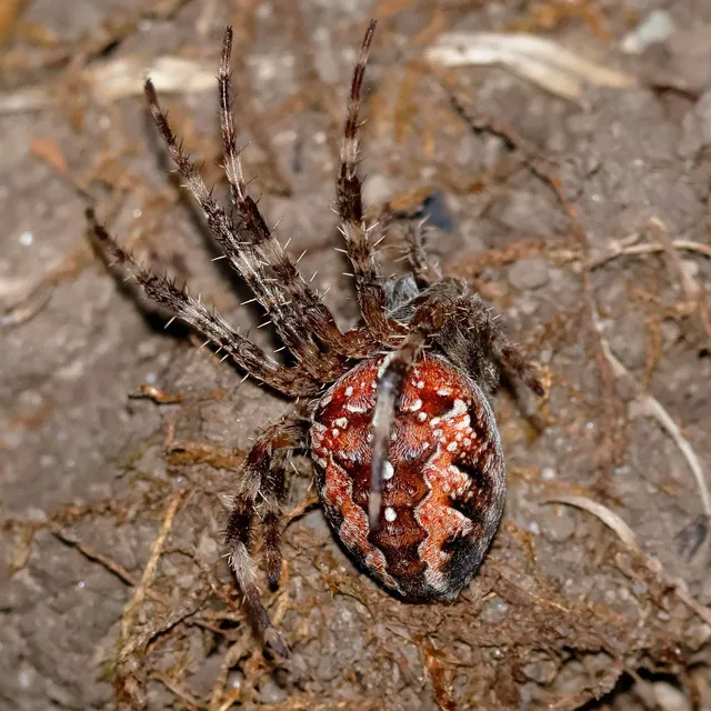 Araneus diadematus - koronás keresztespók