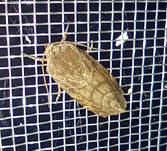 Cosmia affinis - barna lombbagoly