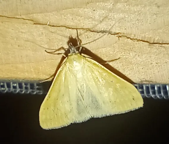 Sitochroa verticalis - világossárga dudvamoly