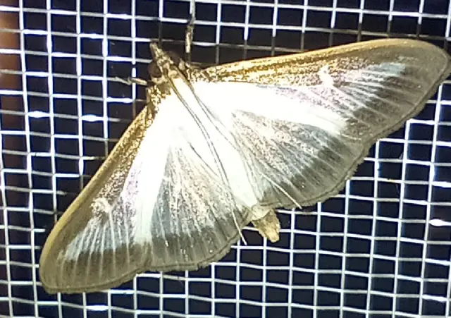 Cydalima perspectalis - puszpáng-tűzmoly