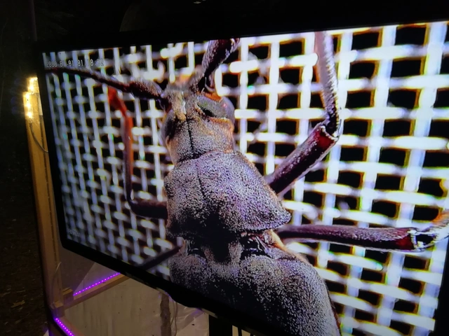 Aegosoma scabricorne - diófacincér