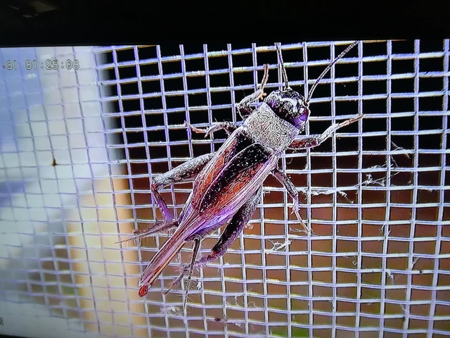 Eumodicogryllus bordigalensis - bordói tücsök
