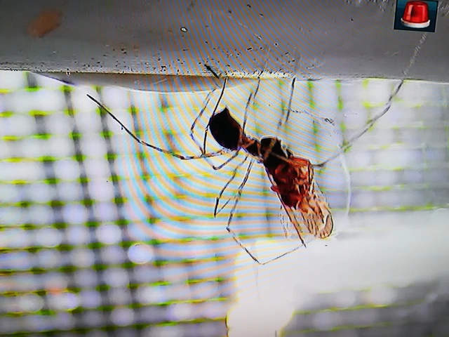 Pholcidae - álkaszáspókok
