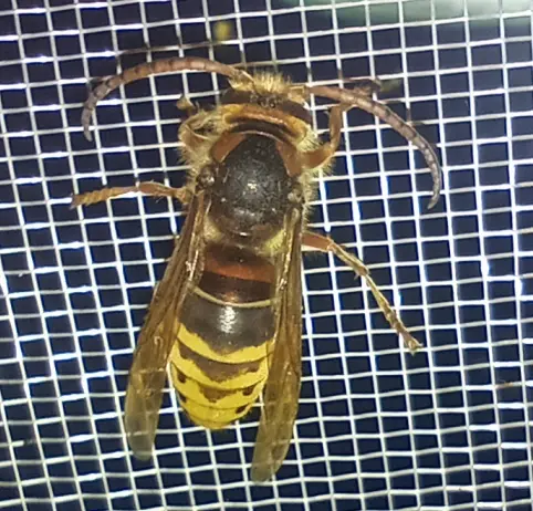 Vespa crabro - lódarázs