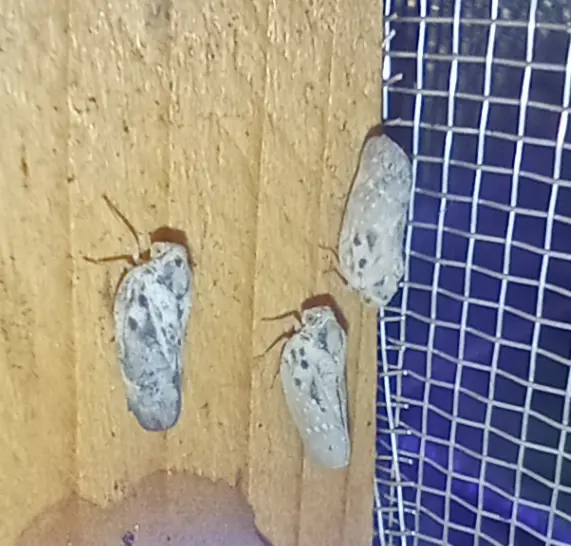 Metcalfa pruinosa - amerikai lepkekabóca