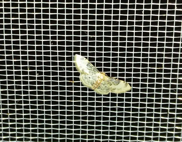 Idaea filicata - sötéttövű apróaraszoló