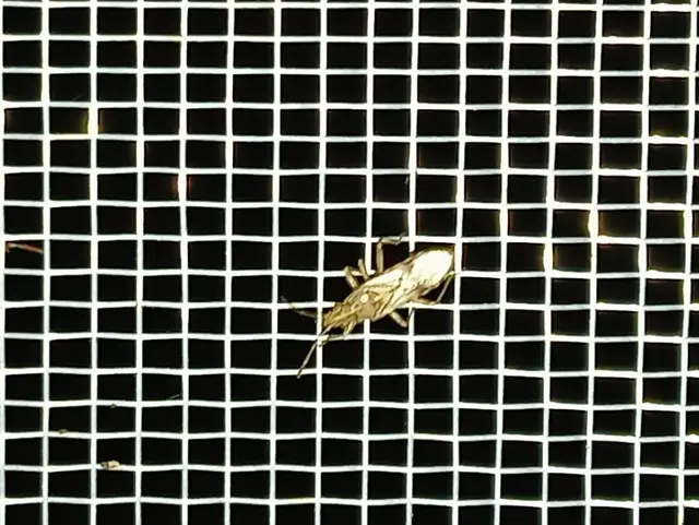 Belonochilus numenius - amerikai platánbodobács
