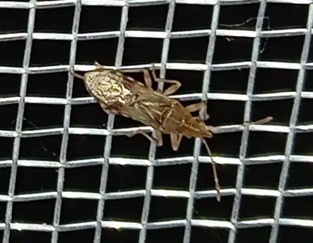 Belonochilus numenius - amerikai platánbodobács