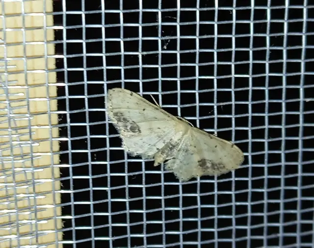 Idaea dimidiata - gyakori apróaraszoló