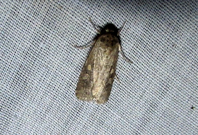 Spodoptera exigua - apró jegyesbagoly