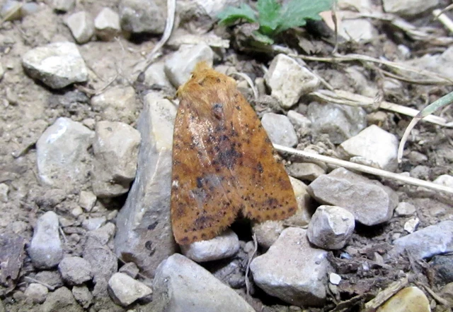 Conistra rubiginea - vörös őszibagoly