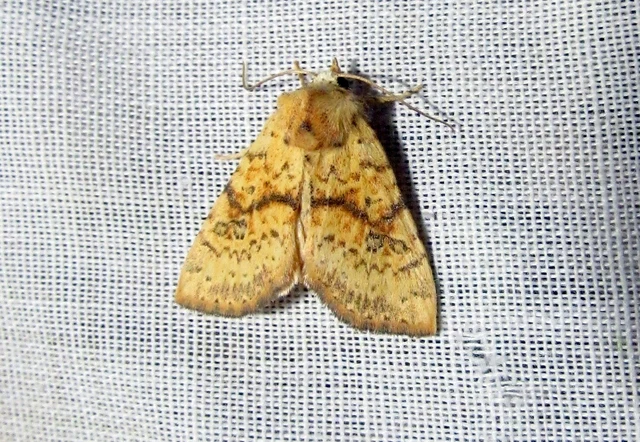 Tiliacea sulphurago - kénes sárgabagoly