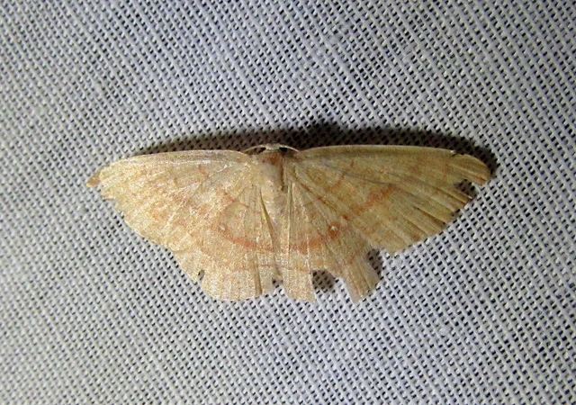 Cyclophora linearia - vonalas pettyesaraszoló