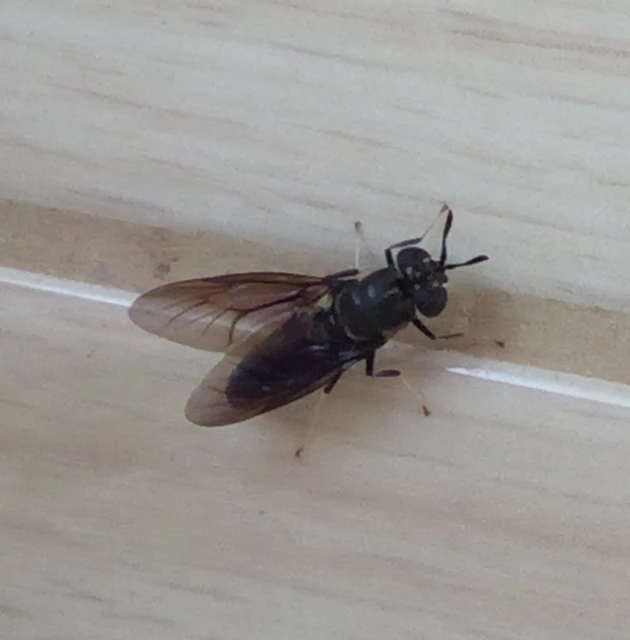 Hermetia illucens