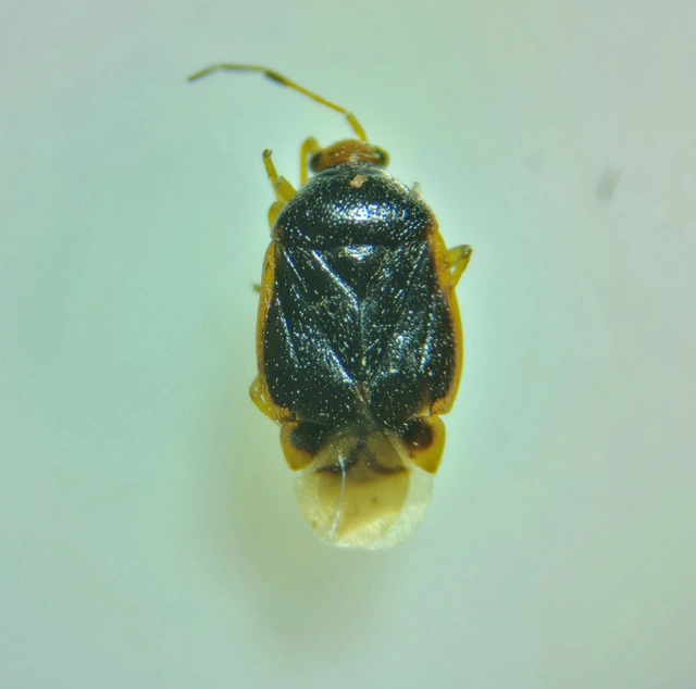 Monalocoris filicis - páfránypoloska