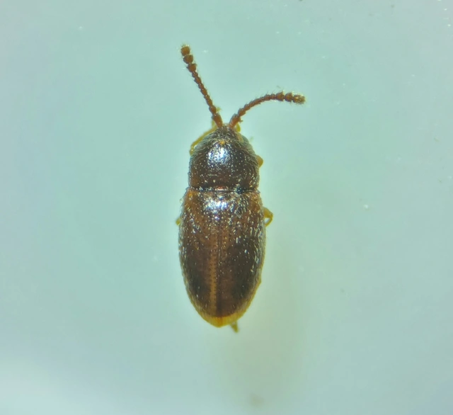 Cryptophagidae - penészbogárfélék