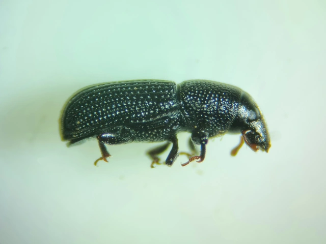 Brachytemnus porcatus - négyzetestorú szúormányos