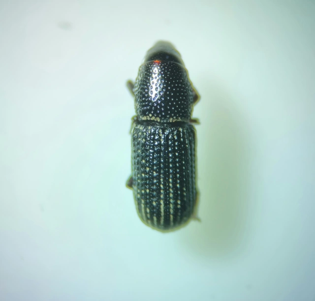 Brachytemnus porcatus - négyzetestorú szúormányos
