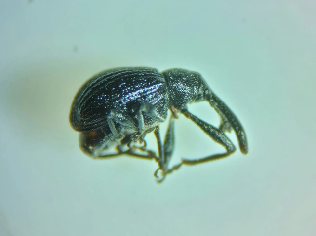 Anthonomus rubi - szamóca-bimbólikasztó Anthonomus rubi - szamóca-bimbólikasztó