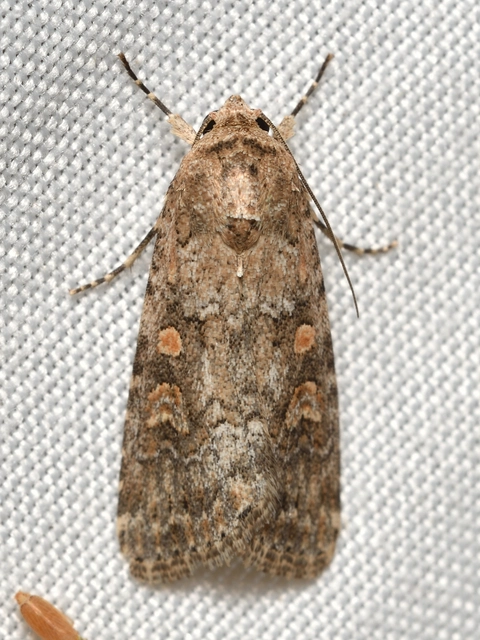 Spodoptera exigua - apró jegyesbagoly