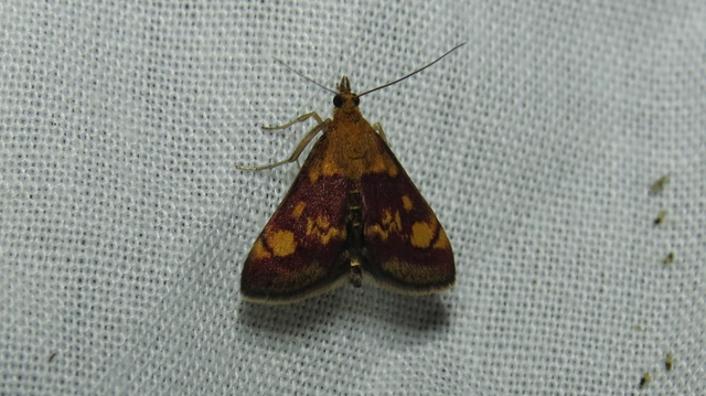 Pyrausta aurata - aranyló bíbormoly