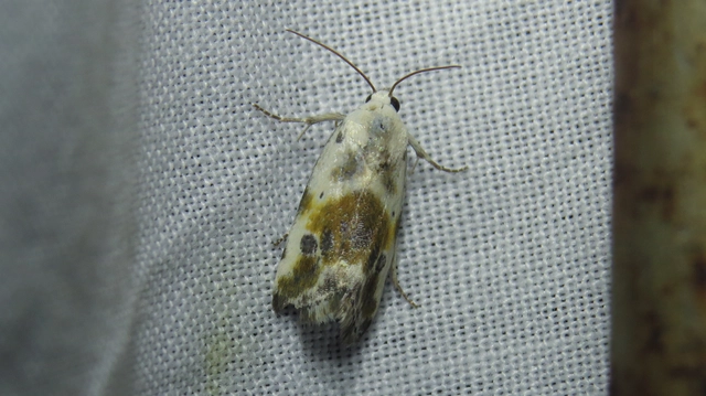Ponometia candefacta - parlagfűbagoly