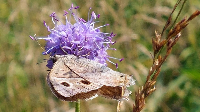 Hipparchia statilinus - homoki szemeslepke