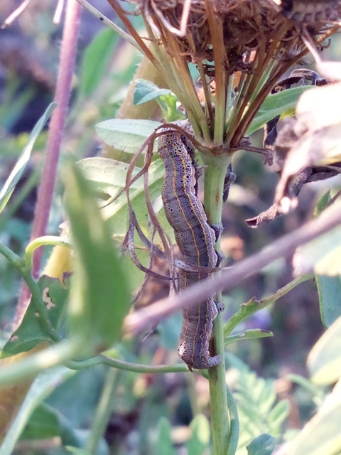 Anophia leucomelas - déli folyófűbagoly