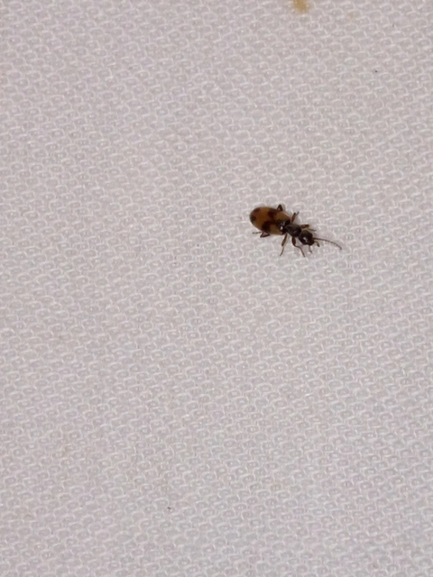 Anthicus antherinus - közönséges fürgebogár