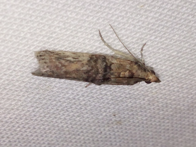 Nephopterix angustella - kecskerágó-karcsúmoly