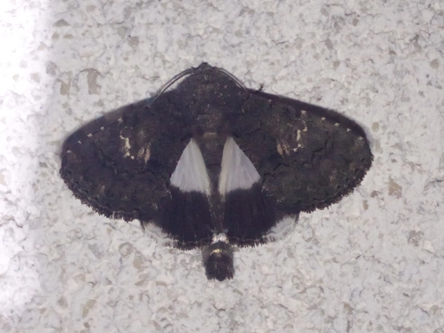 Anophia leucomelas - déli folyófűbagoly