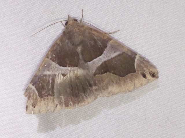 Dysgonia algira - déli porcelánbagoly