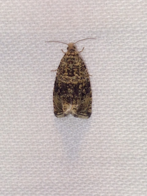 Celypha lacunana - vízparti tükrösmoly