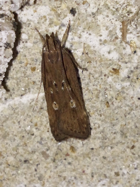 Helcystogramma