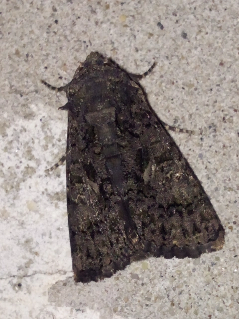Anophia leucomelas - déli folyófűbagoly