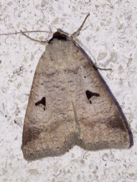 Lygephila pastinum - közönséges csüdfűbagoly