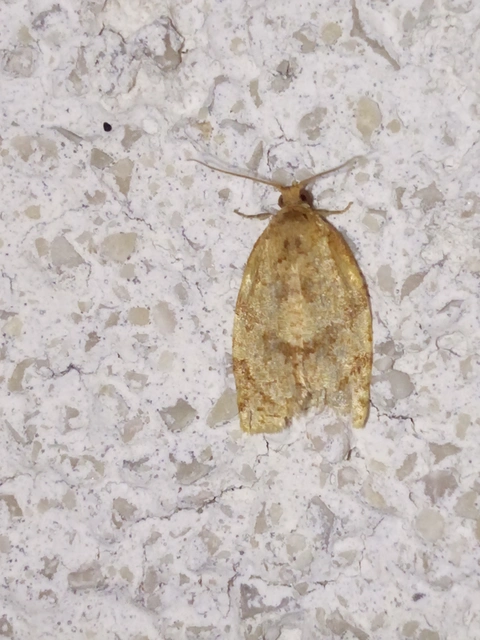 Adoxophyes orana - almalevél-sodrómoly