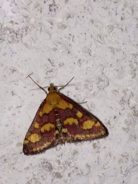 Pyrausta purpuralis - közönséges bíbormoly