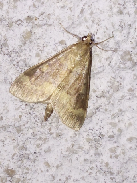 Ostrinia nubilalis - kukoricamoly