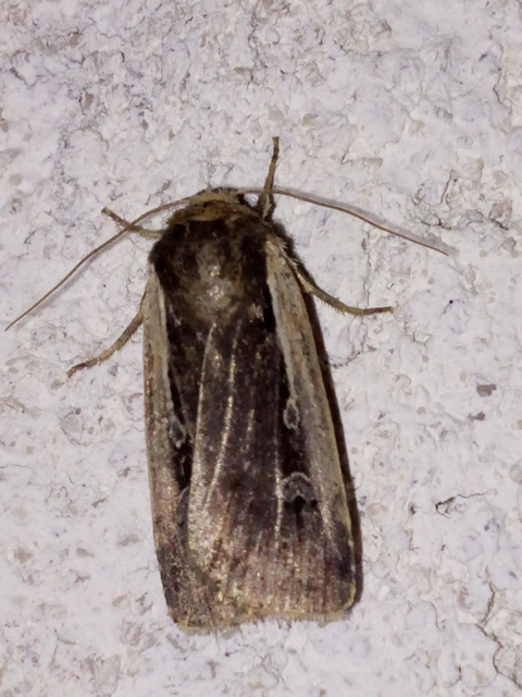 Ochropleura plecta - fehérszegélyű fűbagoly
