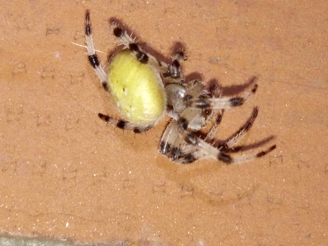 Araneus quadratus - négyes keresztespók