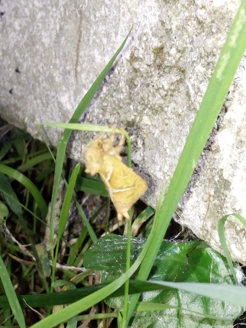 Triodia sylvina - kis gyökérrágólepke