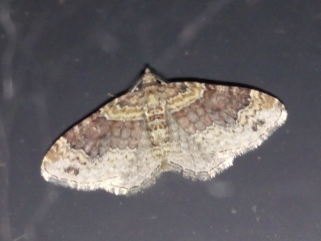 Xanthorhoe spadicearia - sávos tarkaaraszoló