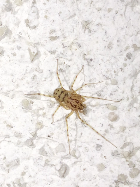 Scytodes thoracica - közönséges csupaszpók