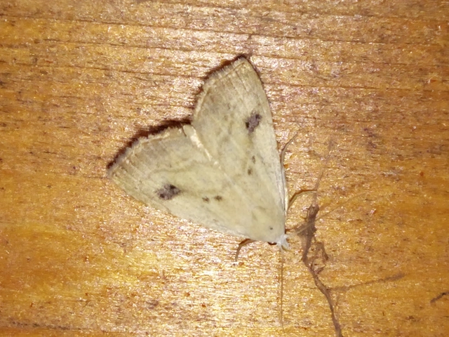 Rivula sericealis - selymes lórombagoly