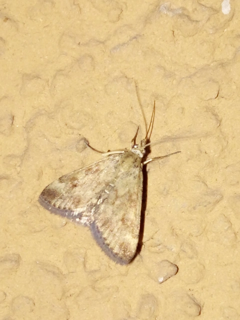 Pyrausta despicata - réti bíbormoly