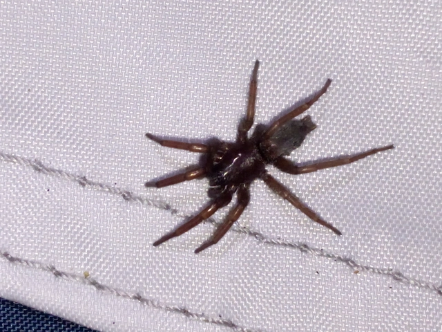 Scotophaeus