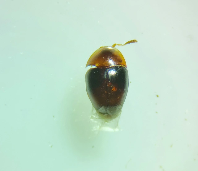 Corylophus cassidoides - kopasz pontbogár Corylophus cassidoides - kopasz pontbogár