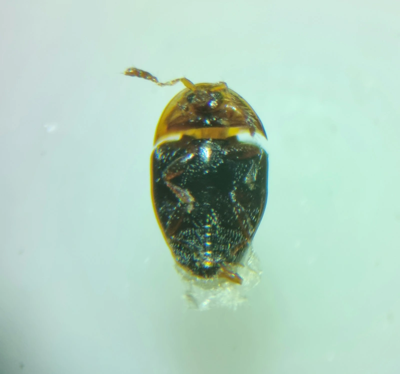 Corylophus cassidoides - kopasz pontbogár
