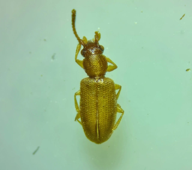 Psammoecus bipunctatus - kétpettyes fogasnyakú-lapbogár